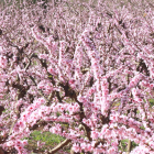 Un campo de melocotoneros floridos, en la Ribera de Ebro.