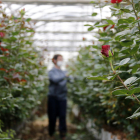 Un floricultor cuida les roses que s'havien de vendre per Sant Jordi i que ara tenen un futur incert.