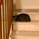 Imatge de la gata trobada a l'escala.