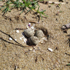 Tres huevos de chorlitejo patinegro aparecidos en la playa de Calafell