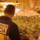 Agents de la Policia Nacional han detingut a Alacant a una parella com a presumptes propietaris d'un cultiu de marihuana que va ser desmantellat en un habitatge ocupa