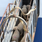 Una operación de carga de corderos en el puerto de Tarragona.