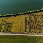 Imatge aèria dels camps experimentals del Delta Organic Rice al Delta de l'Ebre on es testeja el cultiu d'arròs ecològic.