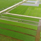 Imatge aèria d'un camp d'arròs ecològic plantat en files.