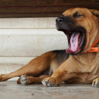 Imatge d'un gos badallant.