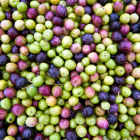 Les olives de varietats experimentals cultivades a Batea.