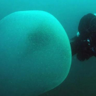 Imatge d'una de les enormes esferes gelatinoses fotografiades a l'Atlàntic, prop de la costa de Noruega.