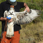 Un exemplar d'àguila cuabarrada agafat per un tècnic.