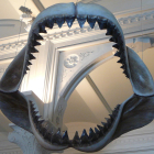 Imagen de lo que podría ser la boca de un megalodon.