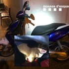 Imatge de la moto i l'animal que ha compartit la policia a arxes.