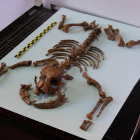 Un esqueleto de perro procedente de restos de entierros humanos en Córdoba.