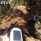 Plano detalle del águila cuabarrada encontrada muerta en Vinallop.