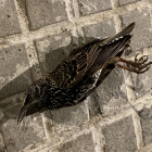 Uno de los pájaros que ha aparecido muerto en Tarragona.