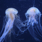 Las medusas son esenciales dentro de la cadena trófica en los océanos.