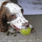 Imagen de un perro con una pelota de tenis a la boca.