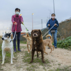 Quatre dels 120 gossos que la Protectora d'Animals i Plantes de Tarragona acull actualment, a més a més d'un total de 180 gats.