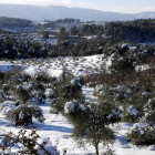Plano general donde se puede ver un campo de olivos con árboles con ramas rotas por el peso de la nieve, en Vinaixa.