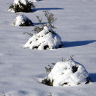 Pla mitjà on es poden veure oliveres joves, pràcticament colgades per la neu, en un camp a Vinaixa