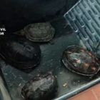 Imagen de algunas tortugas intervenidas.