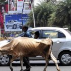 Una vaca passeja per l'Índia.