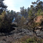Una zona de pinar cremada en l'incendi forestal de la serra de Senan, a la Conca de Barberà.