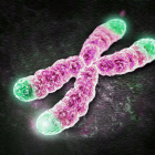 Los telómeros sueño los extremos de los cromososmes humanos.