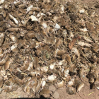 Imagen de cadavers de ratones amontonados en la zona de Nova Gal·les del Sud.