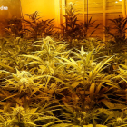 Imatge d'una plantació de marihuana que es va localitzar a un dels immobles