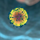 IrsiCaixa ha demostrat que les cèl·lules T del sistema immunitari són molt eficaces.