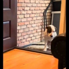 Captura del vídeo viral donde aparece el perro Boomer.