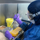Pla mitjà d'una treballadora analitzant una mostra de PCR en el laboratori d'Hipra.
