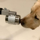 Poncho, un labrador retriever dos años y medio, fue uno de los perros entrenados en el estudio para detectar el coronavirus olfateando muestras de orina