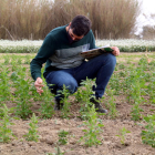 El director tècnic d'Agroserveis.cat, Alfred Palma revisant la plantació experimental de quinoa a la finca del Capità del Deltebre.