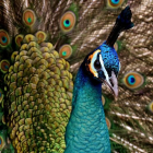 Imagen de archivo de un pavo real.