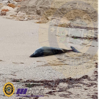 Imagen del delfín extendido en la arena.
