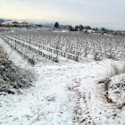 Pla general de vinyes nevades a Horta de Sant Joan.