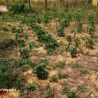Imagen de la plantación localizada en Móra d'Ebre, camuflada entre plantas de pamís.