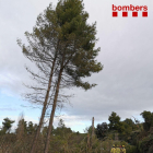 Imatge de l'arbre que ha caigut al mig de la cerretera a Horta de Sant Joan