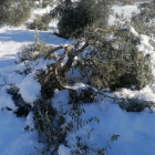 Una branca d'olivera de la DOP Siurana, trencada per la nevada del temporal Filomena.
