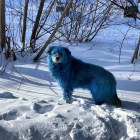Imagen de un perro azul.