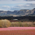 En la Ribera d'Ebre se puede contemplar la floración del almendro, el melocotonero y el cerezo.