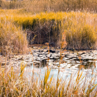 Una laguna del Delta del Ebro con ejemplares de nenúfar blanco silvestre.