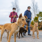 Imatge del passat febrer de la Protectora d'Animals de Tarragona, on acullen els gossos abandonats.