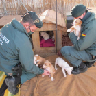 Agentes del Seprona con los cachorros.