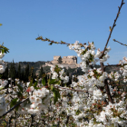 Les flors de cirerer i el castell de Miravet al fons.