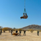 Els investigadors traslladant un rinoceront.