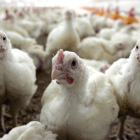 Un grup pollastres, en una granja.
