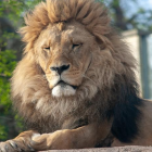 Un lleó del zoo de Barcelona.