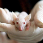 Imatge d'arxiu d'un ratolí de laboratori.