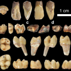 Una petita mostra de la col.lecció de dents de macaco trobades a Guefaït.